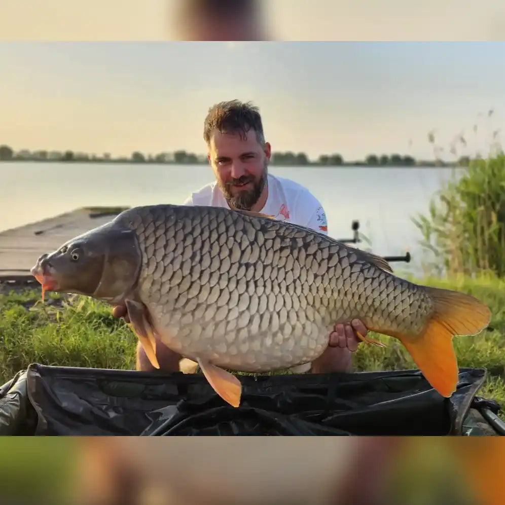Un bărbat ținând un crap comun mare cu inele portocalii.